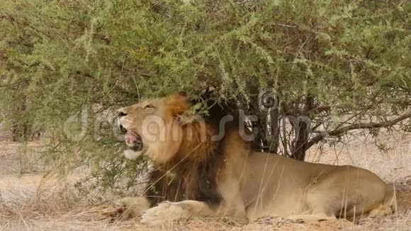 非洲卡拉哈里沙漠灌木丛中的雄性黑雄狮舔和梳理视频的预览图