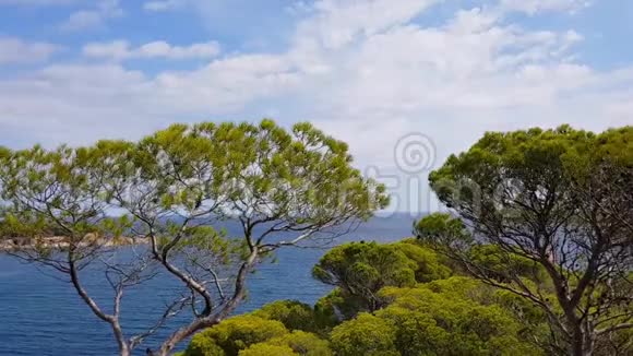 海景和松树视频的预览图