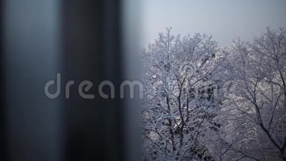 从雪中树的窗户看风景视频的预览图