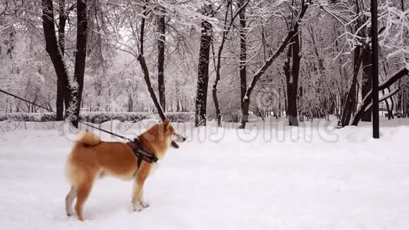 狗的红色石坝伊努品种特写侧视冬天下雪4K视频的预览图