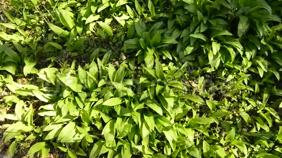 春季野生大蒜德国森林中的蔬菜和草药视频的预览图