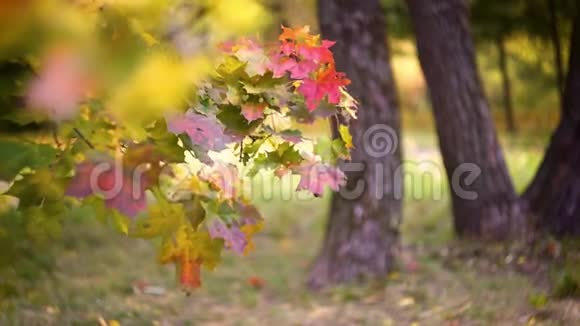 树枝上有五颜六色的枫叶秋天的风景公园里的金色和红色的树十月的心情视频的预览图