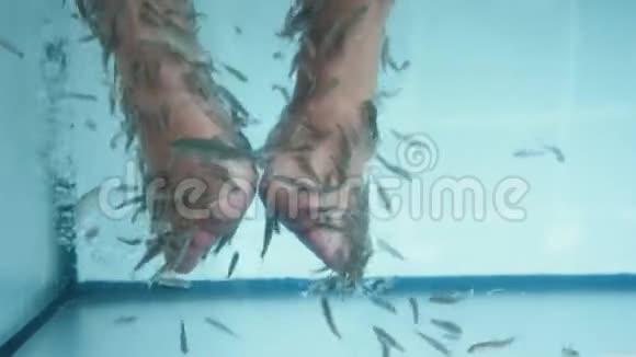 鱼类水疗足疗无法辨认的女性的脚正在接受治疗视频的预览图