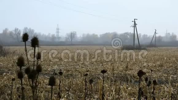 美丽的乡村秋景在雾蒙蒙的田野上收获干草在风中摇曳电线杆和树木在视频的预览图