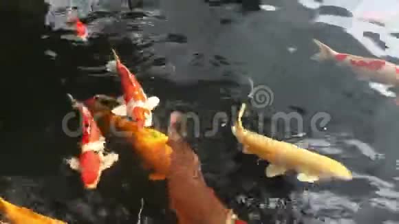 日式禅园4k鲤鱼鲤鱼池视频的预览图