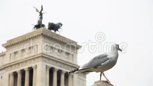 在罗马的海鸥关门视频的预览图