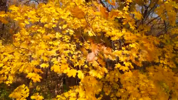 秋天森林里的秋天景象秋天的色彩视频的预览图