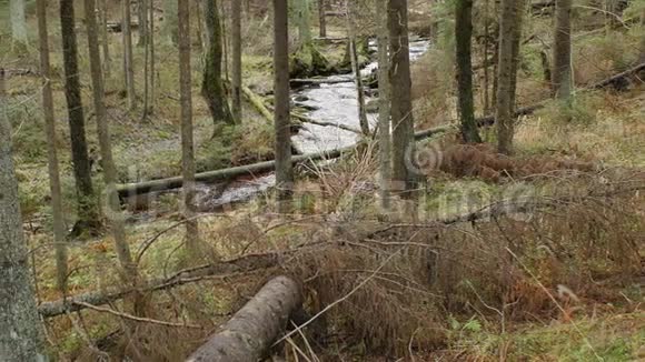 山谷中蜿蜒的森林溪流第一部分视频的预览图