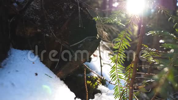 近距离观看躺着的原木和云杉枝的背景阳光冷杉林的白雪覆盖视频的预览图