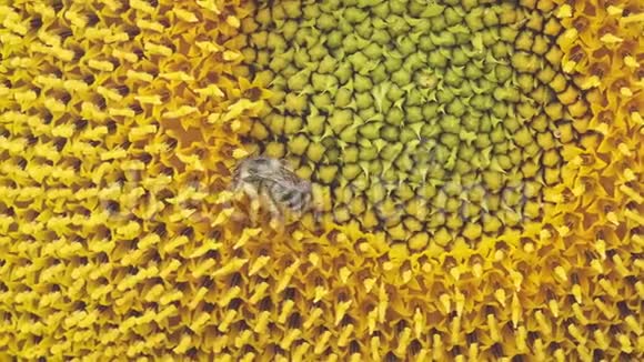 蜜蜂采向日葵上的花粉和花蜜特写视频的预览图