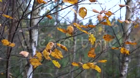 枯黄的秋叶在傍晚的淡淡秋风中摇曳在桦树的细枝上视频的预览图