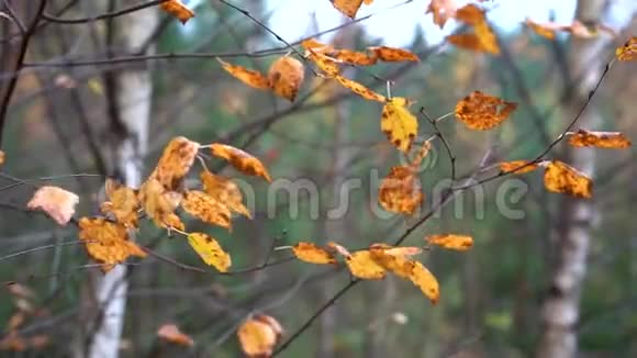 枯黄的秋叶在傍晚的淡淡秋风中摇曳在桦树的细枝上视频的预览图