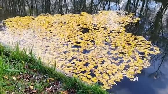 观浮在河面的黄色落叶天空映着云和树秋天视频的预览图