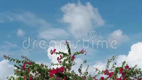 阴晴不定的夏季晴天蓝色背景的纸花视频的预览图