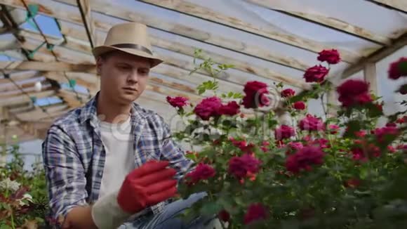 温室里生长着玫瑰里面有一个戴着帽子的男花匠在检查花蕾和花瓣一朵小花视频的预览图