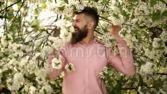 大胡子的男人靠近盛开的樱桃树希普斯特嗅着樱花春天的心情概念希普斯特喜欢气味视频的预览图