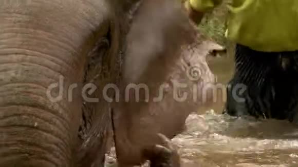 大象在沼泽的水中冷却自己视频的预览图