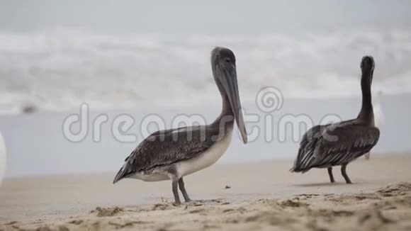 海滩上的鸟视频的预览图