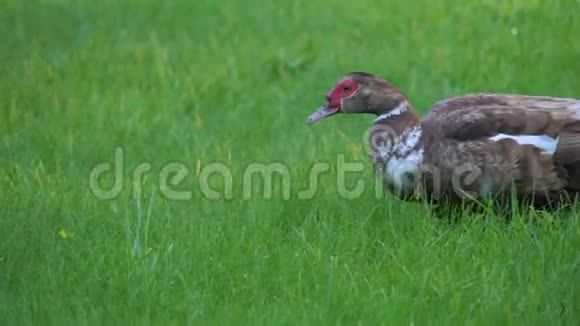 一只雌鸭吃昆虫和草沿着绿色的草坪散步视频的预览图