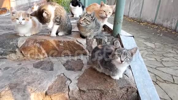 家庭小猫和猫在门口的户外放松视频的预览图