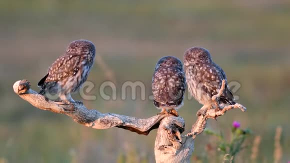 三只小猫头鹰在美丽的夏日背景下站在干燥的树枝上视频的预览图