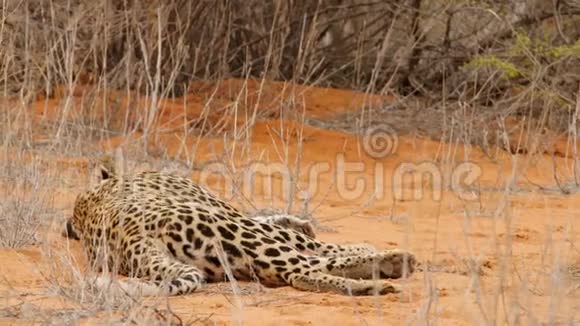 隐逸的豹子在红色卡拉哈里沙中休息醒来看着镜头视频的预览图