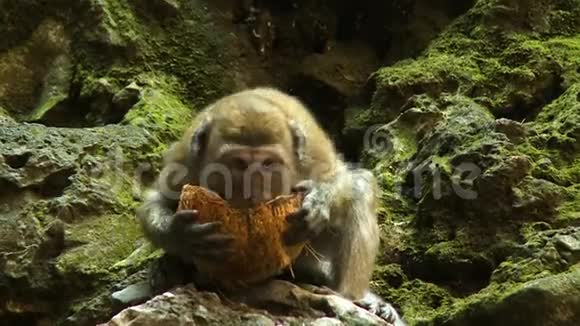 猕猴掉椰子视频的预览图