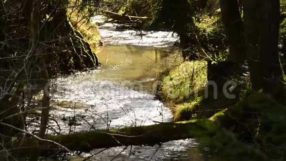 在柔和的春光中的德国森林里的小溪视频的预览图
