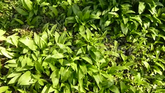 春季野生大蒜德国森林中的蔬菜和草药视频的预览图