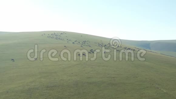 一群牛在山坡上吃草从高处看是一段美丽的视频视频的预览图
