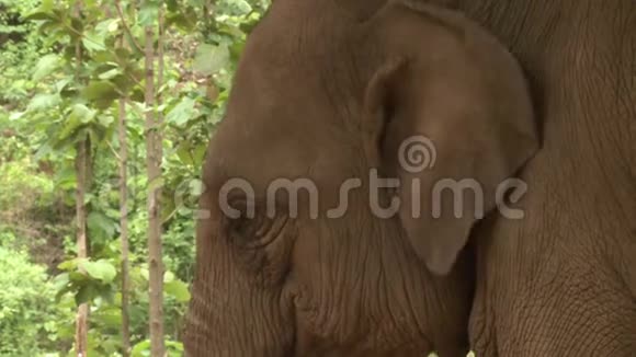 一头长着皱纹皮肤的大象拍打着耳朵视频的预览图
