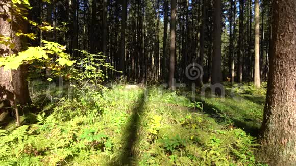 骑自行车的人骑在绿色的森林里视频的预览图