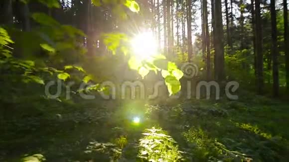 穿过松树林走向太阳视频的预览图