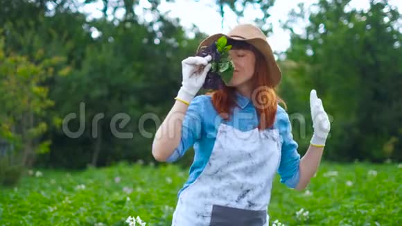 微笑的女园丁摆姿势与西葫芦植物看相机农业和园艺的概念视频的预览图