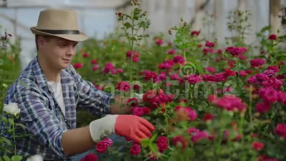 温室里生长着玫瑰里面有一个戴着帽子的男花匠在检查花蕾和花瓣一朵小花视频的预览图