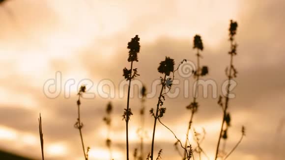 日落时在秋田生长的老干草或花视频的预览图