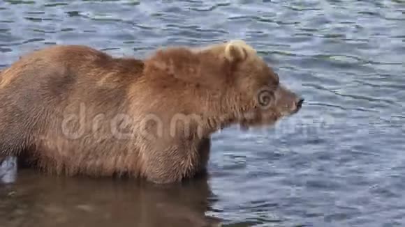 饥饿的棕熊站在水里寻找食物红鱼视频的预览图