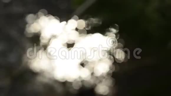 阳光反射的森林中的小溪之水视频的预览图