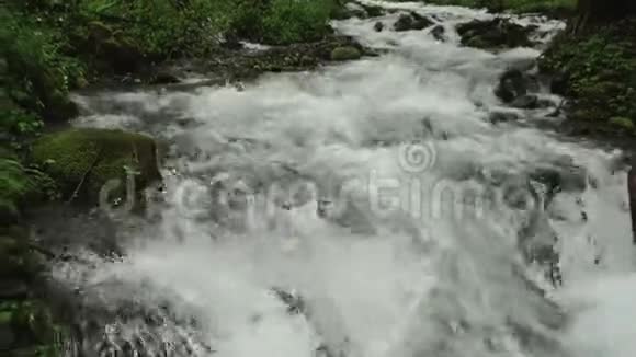 夏季白天有河流的野生森林景观视频的预览图