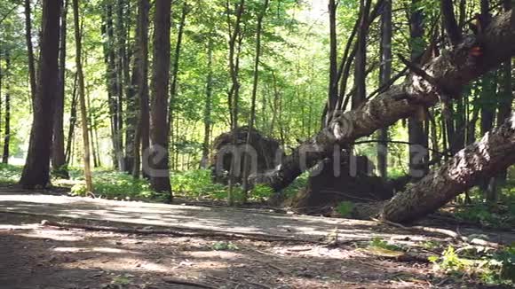 旅行者穿过森林视频的预览图