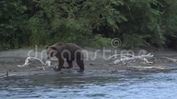野生的可怕的饥饿的棕熊沿着河岸散步四处寻找红鲑鱼视频的预览图