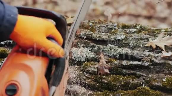 工人用电锯砍倒树干特写镜头视频的预览图