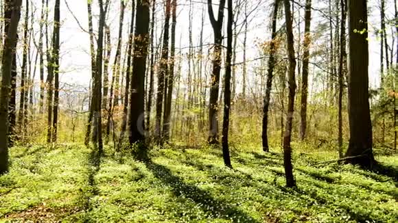 德国森林里的阿尼蒙视频的预览图