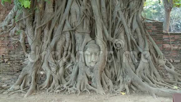榕树的树根上有佛头雕塑视频的预览图