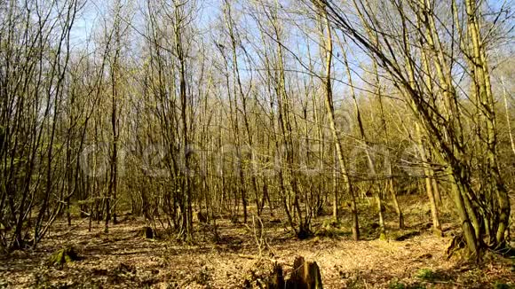 春天的森林第一片绿叶视频的预览图