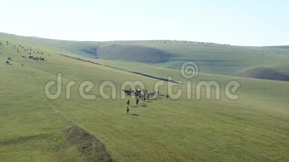 一群马沿着山腰奔跑一段美丽的视频从高处传来视频的预览图