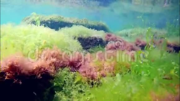 黑海水下镜头在沿岸地区潜水清晨在石头和晶莹清澈的海水上有丰富的绿藻和红藻视频的预览图