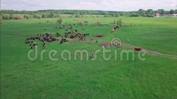 草地上的牛和羊视频的预览图
