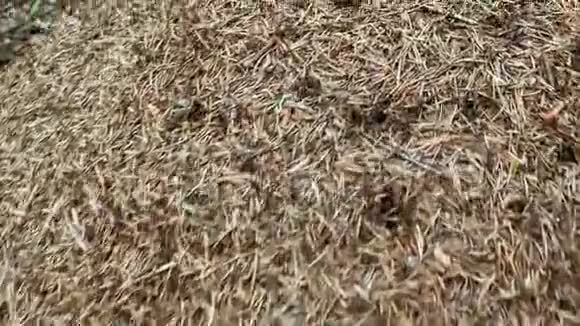 蚁群一种接近蚁群的蚁群又称红木南木或马蚁在蚁丘中奔跑视频的预览图