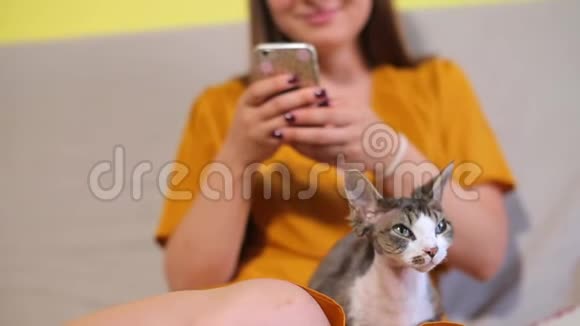 手拿智能手机背景下的猫视频的预览图